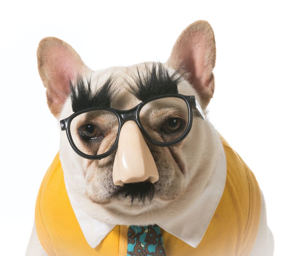 How Have We Changed Our Breeds?